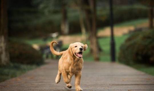 狗狗吠叫不断,噪音扰民?四种方式让狗狗变乖变清静 狗狗吠叫不断,噪音扰民?四种方式让狗狗变乖变清静