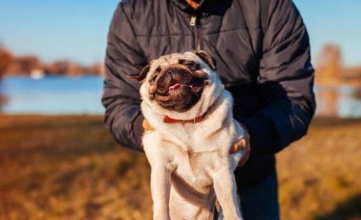 在狗狗的眼中,主人拥抱它,代表这种含意! 在狗狗的眼中,主人拥抱它,代表这种含意!