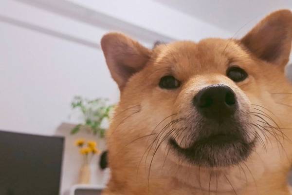 柴犬为什么老笑?柴犬爱笑的原因是什么? 柴犬为什么老笑?柴犬爱笑的原因是什么?