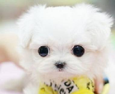 狗狗的这种行为是要向你表述那样的含意 狗狗的这种行为是要向你表述那样的含意