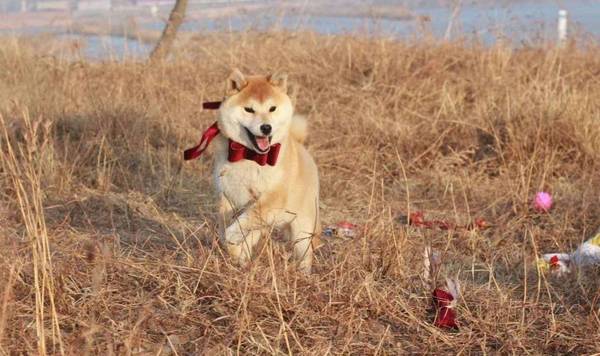 柴犬为什么老笑?柴犬爱笑的原因是什么? 柴犬为什么老笑?柴犬爱笑的原因是什么?