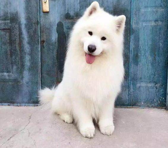 狗狗一般在春秋发情期 狗狗一般在春秋发情期