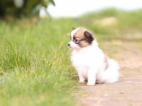 中途中断交配的狗有什么影响? 中途中断交配的狗有什么影响?