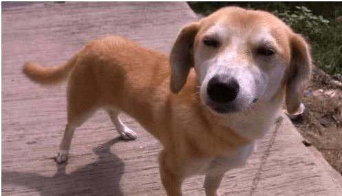 狗狗冲着气体乱吠,是看见哪些了没有? 狗狗冲着气体乱吠,是看见哪些了没有?