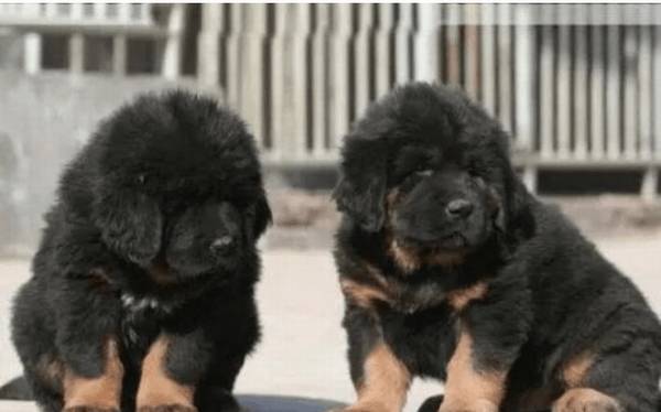 ������Ȯ�����������������Ȯ����