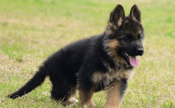 德牧食欲不佳吃什么开胃? 德牧食欲不佳吃什么开胃?