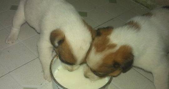 你也许意想不到狗狗不能吃这种东西不必等丧失才知道爱惜 你也许意想不到狗狗不能吃这种东西不必等丧失才知道爱惜