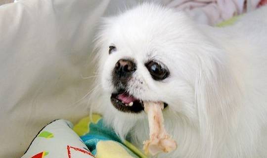 你也许意想不到狗狗不能吃这种东西不必等丧失才知道爱惜 你也许意想不到狗狗不能吃这种东西不必等丧失才知道爱惜