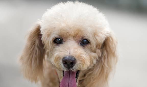 养泰迪有五个注意事项,都是养狗的禁忌,可靠的宠物主人不要忽视 养泰迪有五个注意事项,都是养狗的禁忌,可靠的宠物主人不要忽视