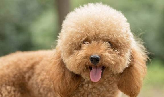 养泰迪有五个注意事项,都是养狗的禁忌,可靠的宠物主人不要忽视 养泰迪有五个注意事项,都是养狗的禁忌,可靠的宠物主人不要忽视