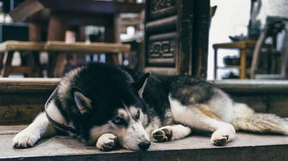 如何判断狗吃饱了?宠物主人不应该被狗吃饱后的三种表现欺骗 如何判断狗吃饱了?宠物主人不应该被狗吃饱后的三种表现欺骗