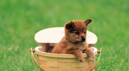 4种主要表现表明狗狗对你有感觉 4种主要表现表明狗狗对你有感觉