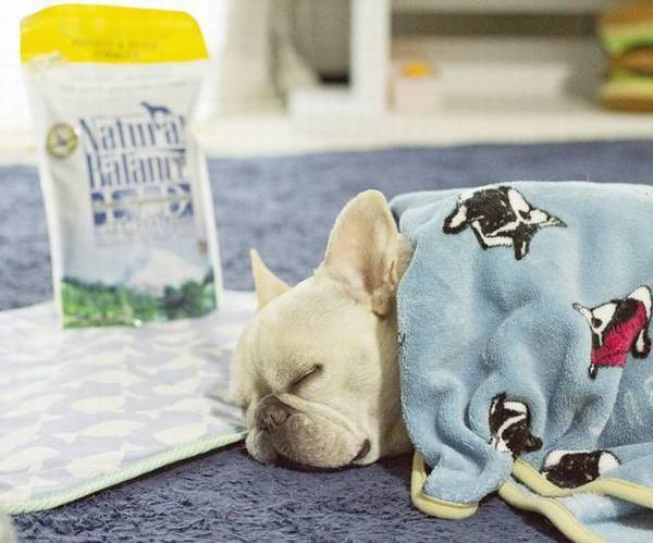 你离开家之后,狗狗都是在做些什么 你离开家之后,狗狗都是在做些什么