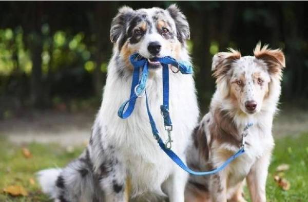 这种你永远不知道的养狗内幕,越快知晓越划算! 这种你永远不知道的养狗内幕,越快知晓越划算!