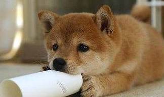 秋田犬合适看家吗秋田犬乱叫的缘故 秋田犬合适看家吗秋田犬乱叫的缘故