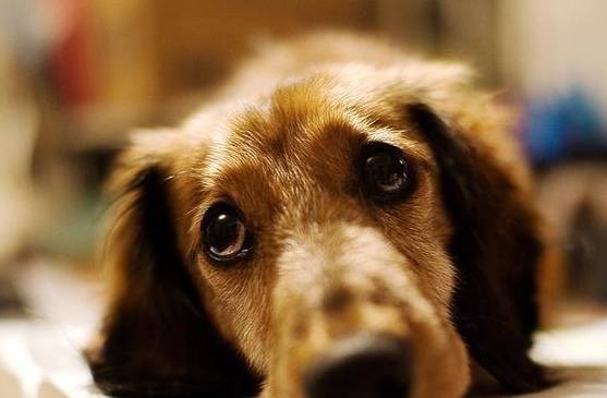 狗狗的底线,你别再碰触,当心它咬你! 狗狗的底线,你别再碰触,当心它咬你!