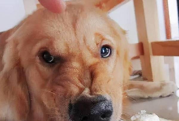 狗狗的底线,你别再碰触,当心它咬你! 狗狗的底线,你别再碰触,当心它咬你!