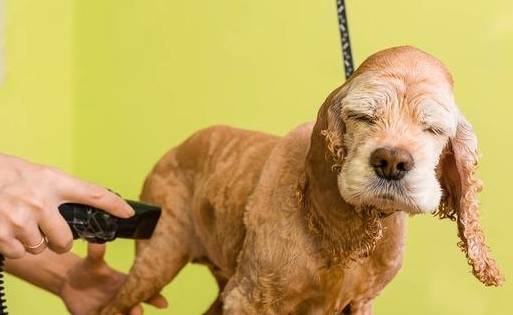 狗狗的底线,你别再碰触,当心它咬你! 狗狗的底线,你别再碰触,当心它咬你!