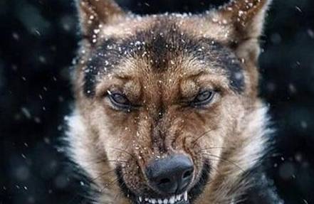 狗狗的底线,你别再碰触,当心它咬你! 狗狗的底线,你别再碰触,当心它咬你!