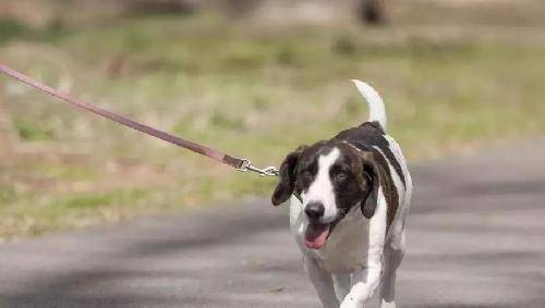 狗主人出门遛狗子,狗会咬陌生人,狗主人要承担什么责任? 狗主人出门遛狗子,狗会咬陌生人,狗主人要承担什么责任?