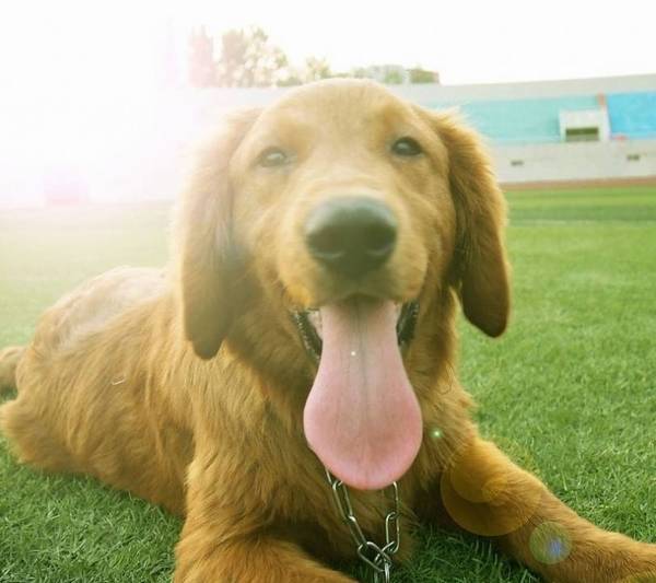 狗狗为什么喜欢喂草 狗狗为什么喜欢喂草