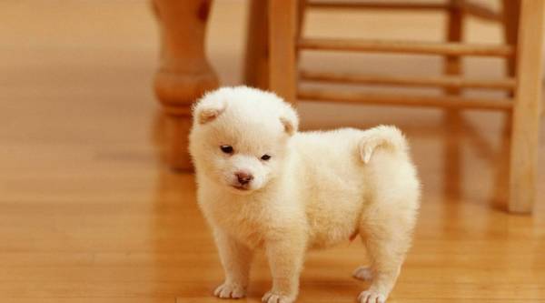 狗狗为什么喜欢喂草 狗狗为什么喜欢喂草