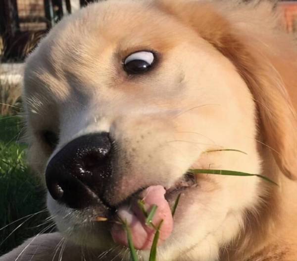 “蠢狗”的七大主要表现,你们家狗狗占了几个? “蠢狗”的七大主要表现,你们家狗狗占了几个?