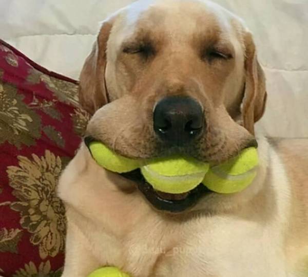 “蠢狗”的七大主要表现,你们家狗狗占了几个? “蠢狗”的七大主要表现,你们家狗狗占了几个?