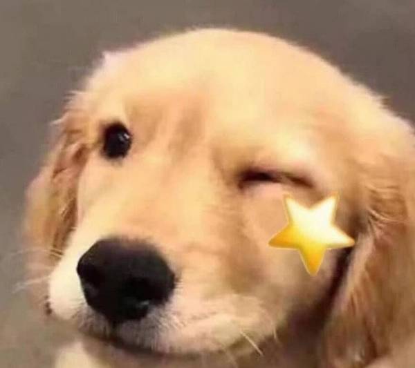 “蠢狗”的七大主要表现,你们家狗狗占了几个? “蠢狗”的七大主要表现,你们家狗狗占了几个?