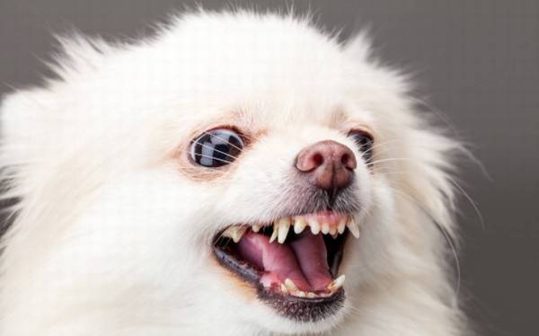 “脾气不好、没有人敢欺负的”五大狗狗,你们家榜单没? “脾气不好、没有人敢欺负的”五大狗狗,你们家榜单没?