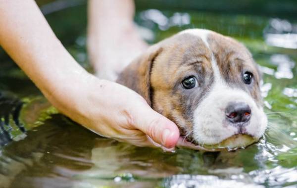 汇总这些使用寿命较短的狗狗,最少的活不上小学升初中! 汇总这些使用寿命较短的狗狗,最少的活不上小学升初中!