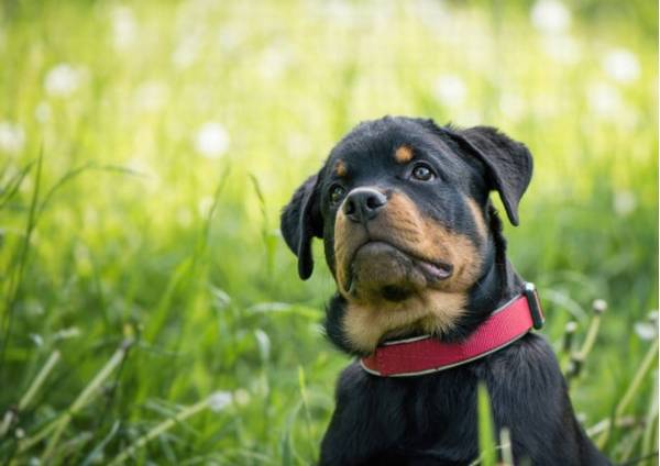 汇总这些使用寿命较短的狗狗,最少的活不上小学升初中! 汇总这些使用寿命较短的狗狗,最少的活不上小学升初中!