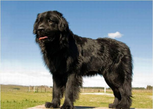 汇总这些使用寿命较短的狗狗,最少的活不上小学升初中! 汇总这些使用寿命较短的狗狗,最少的活不上小学升初中!