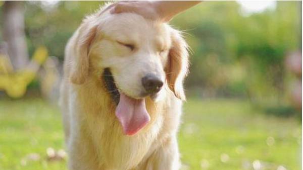 �����С����β�Ӫ���ɷ�?ĸ��������С����Ҫ���ЩӪ���ɷ�