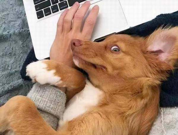 狗总是喜欢用爪子拉你其实我想告诉你这个 狗总是喜欢用爪子拉你其实我想告诉你这个