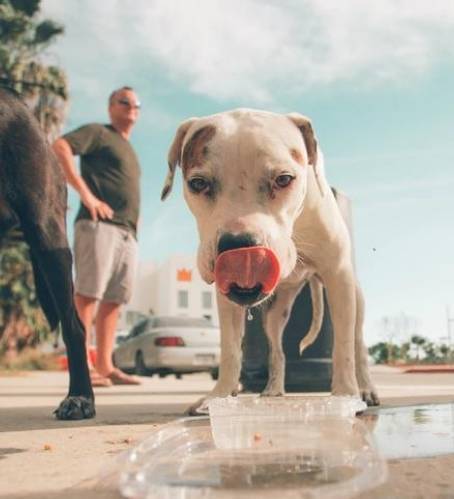 夏天遛狗的忌讳,那样对狗狗做,如同“上刑”! 夏天遛狗的忌讳,那样对狗狗做,如同“上刑”!