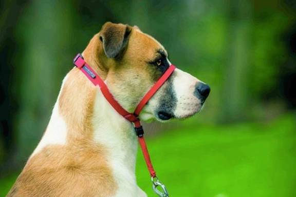 别寄希望于靠颈圈和拴绳操纵狗狗,颈圈拴绳用不对,狗狗支气管会塌陷 别寄希望于靠颈圈和拴绳操纵狗狗,颈圈拴绳用不对,狗狗支气管会