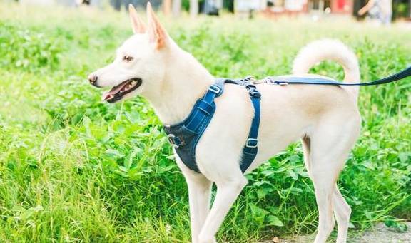 别寄希望于靠颈圈和拴绳操纵狗狗,颈圈拴绳用不对,狗狗支气管会塌陷 别寄希望于靠颈圈和拴绳操纵狗狗,颈圈拴绳用不对,狗狗支气管会