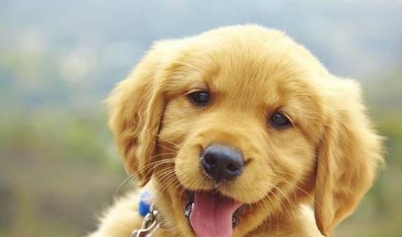 别寄希望于靠颈圈和拴绳操纵狗狗,颈圈拴绳用不对,狗狗支气管会塌陷 别寄希望于靠颈圈和拴绳操纵狗狗,颈圈拴绳用不对,狗狗支气管会