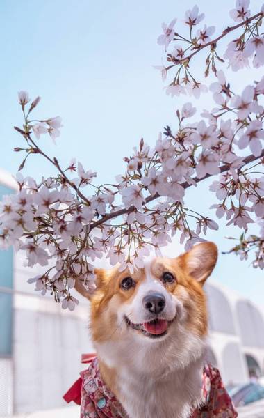 你了解让狗狗头发闪耀的窍门是啥吗? 你了解让狗狗头发闪耀的窍门是啥吗?