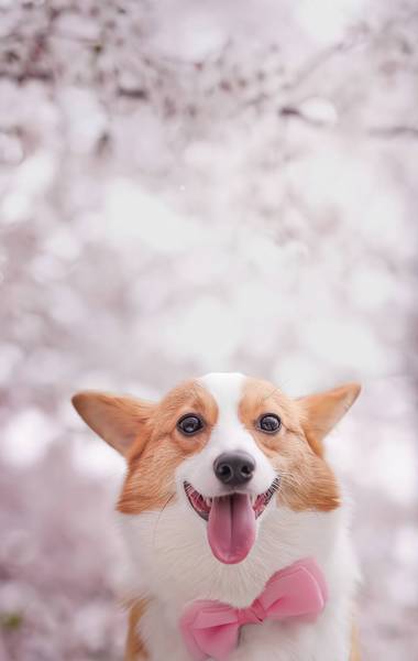 你了解让狗狗头发闪耀的窍门是啥吗? 你了解让狗狗头发闪耀的窍门是啥吗?