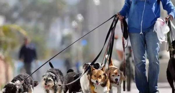 这几类“遛猫遛狗”习惯性,会造成狗狗“短寿”,主人要了解 这几类“遛猫遛狗”习惯性,会造成狗狗“短寿”,主人要了解