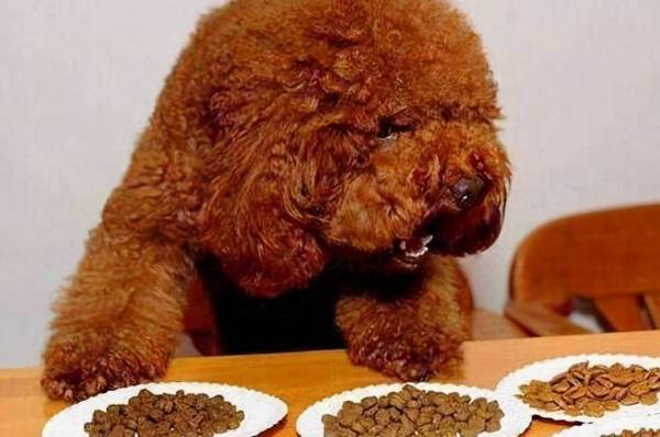 这几类“遛猫遛狗”习惯性,会造成狗狗“短寿”,主人要了解 这几类“遛猫遛狗”习惯性,会造成狗狗“短寿”,主人要了解