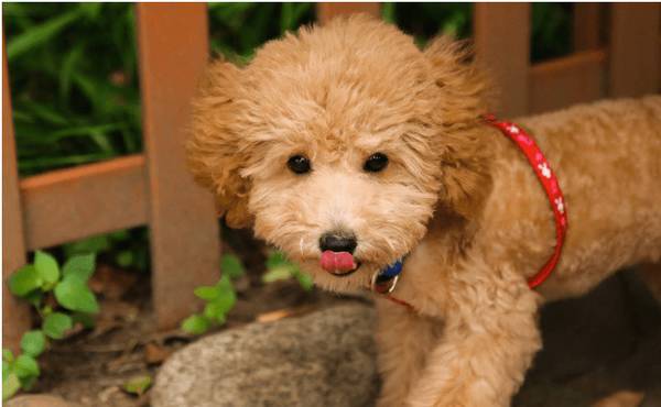 主人须知:泰迪忽然没胃口,大多数是这8个原因 主人须知:泰迪忽然没胃口,大多数是这8个原因