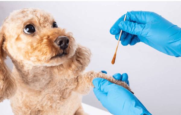 主人须知:泰迪忽然没胃口,大多数是这8个原因 主人须知:泰迪忽然没胃口,大多数是这8个原因