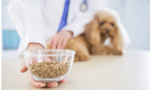 主人须知:泰迪忽然没胃口,大多数是这8个原因 主人须知:泰迪忽然没胃口,大多数是这8个原因