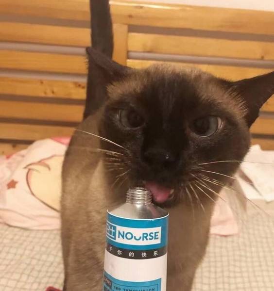 狗狗为什么要吃营养膏?狗狗营养膏什么品牌比较好? 狗狗为什么要吃营养膏?狗狗营养膏什么品牌比较好?