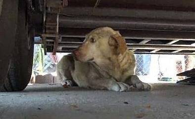 养拉布拉多,最怕碰见的5件事,戳中你了吗? 养拉布拉多,最怕碰见的5件事,戳中你了吗?