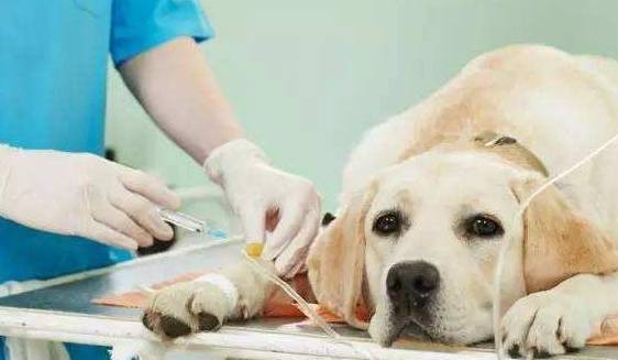 养拉布拉多,最怕碰见的5件事,戳中你了吗? 养拉布拉多,最怕碰见的5件事,戳中你了吗?