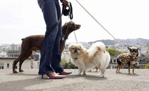 遛狗时,狗狗忽然‘赖’在地面上不动,是怎么回事导致的? 遛狗时,狗狗忽然‘赖’在地面上不动,是怎么回事导致的?